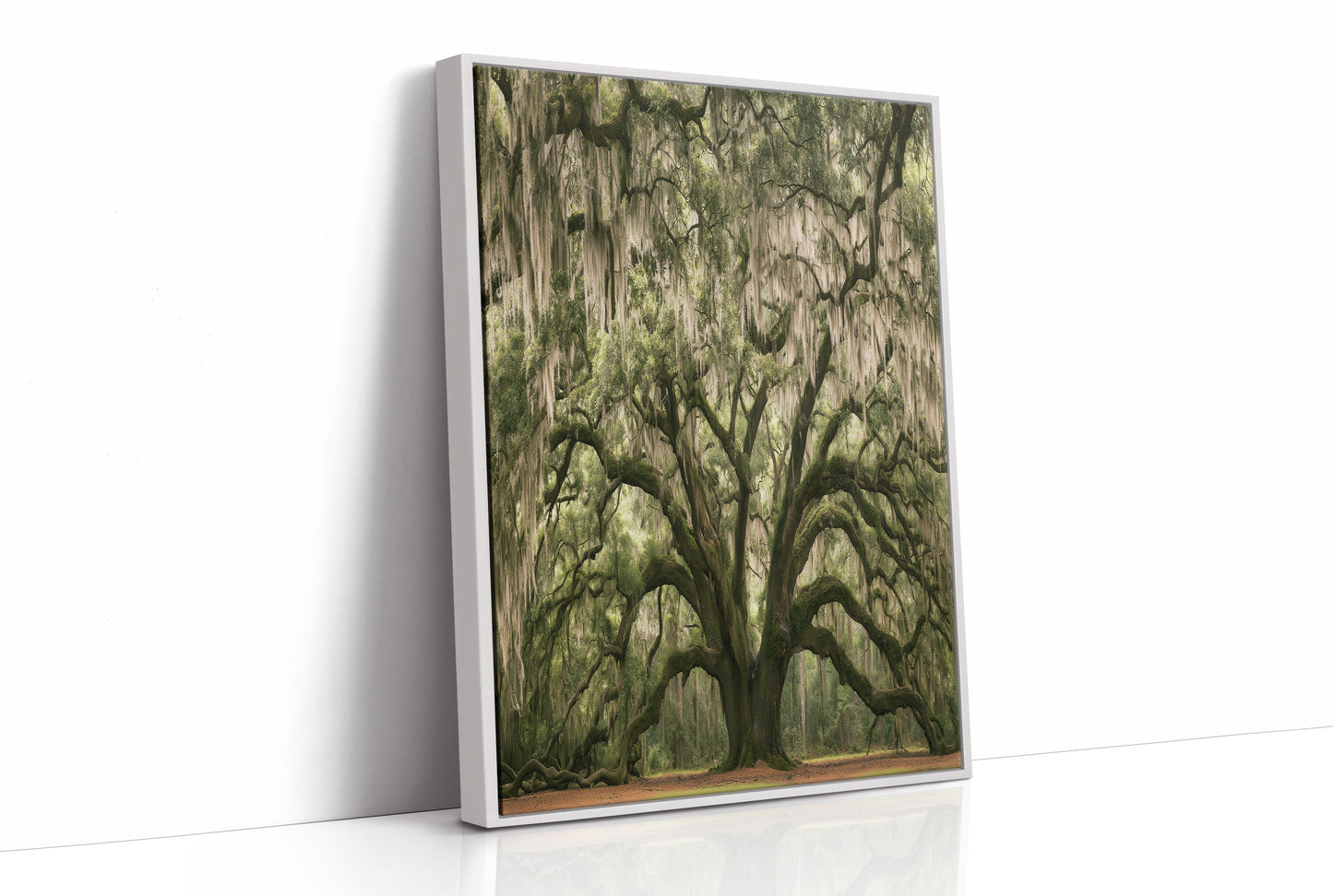 Ancient Oak, Draped in Moss