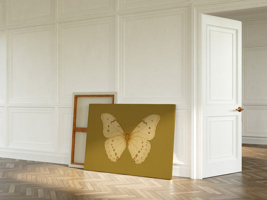 Golden Ivory Butterfly Study