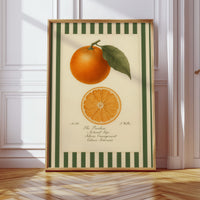 Vintage Orange Slice Botanical Study