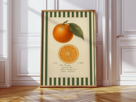 Vintage Orange Slice Botanical Study