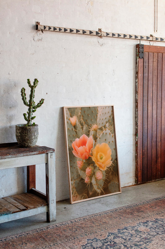 Blooming Cactus in Desert Light