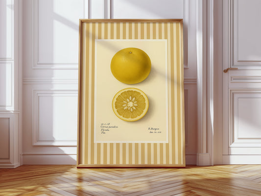 Florida Grapefruit Vintage Botanical Art