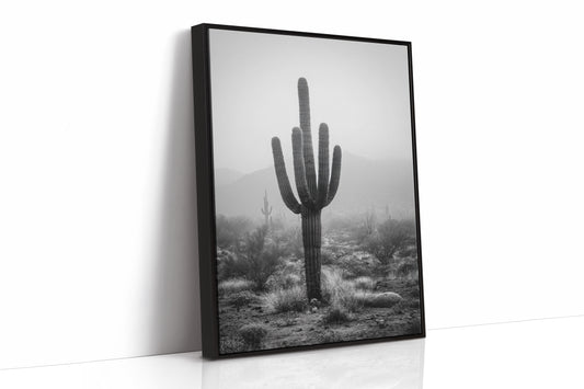 Cactus Standing Against The Mist