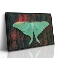 Luna Moth on Old Bark