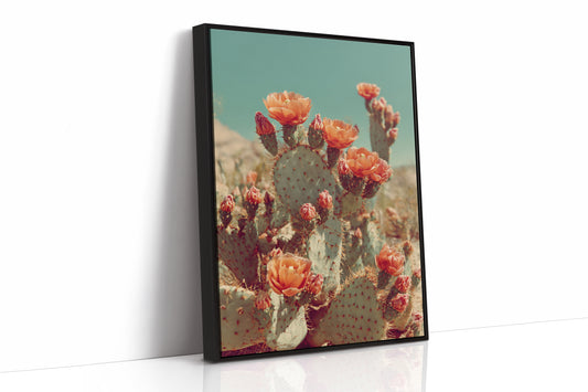 Desert Blooms in Radiant Sunlight