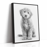 Curly Coat and Kind Eyes