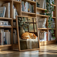 Naptime Beneath Sunlit Windows