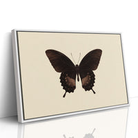 Dark Wings Against Ivory Canvas