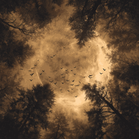 Birds Scatter Through Ancient Canopy