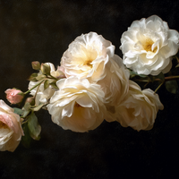 Roses Among Literary Treasures