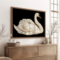 Swan, Study in White