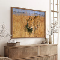 Lioness, Golden Grass Approach