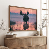 Bull Moose at First Light