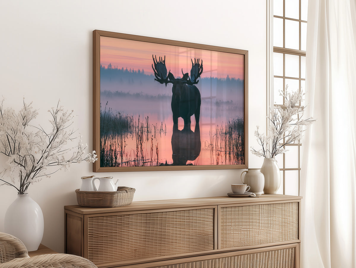 Bull Moose at First Light
