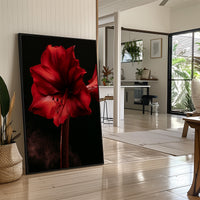 Amaryllis in Full Crimson Bloom