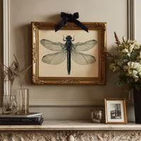 Dragonfly Anatomy Study