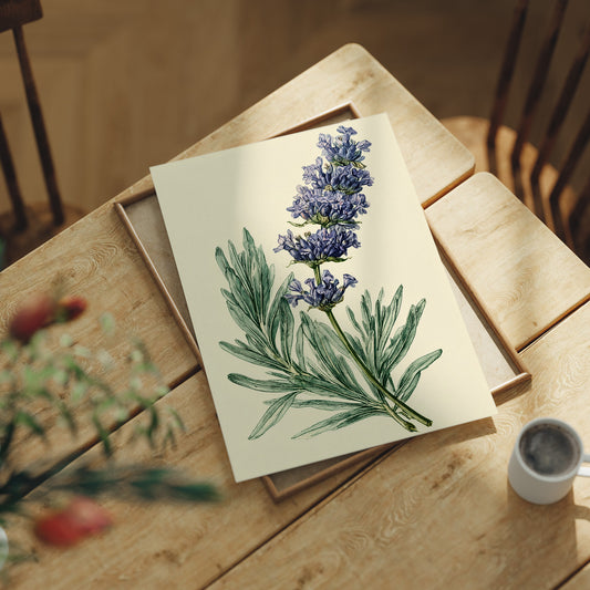 Sprig of Lavender Study