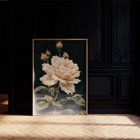 Peach Rose in Midnight