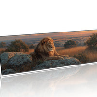 Savanna King at Sunset