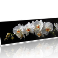 White Orchids In Midnight Bloom
