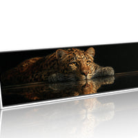 Resting Leopard Reflection