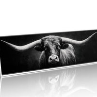 Black and White Longhorn Portrait on Dark Background