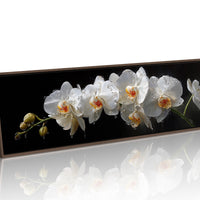 White Orchids In Midnight Bloom