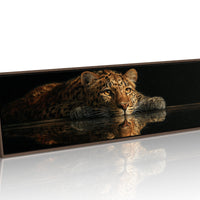 Resting Leopard Reflection