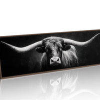 Black and White Longhorn Portrait on Dark Background