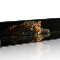 Resting Leopard Reflection