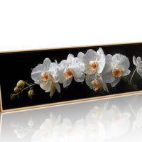 White Orchids In Midnight Bloom