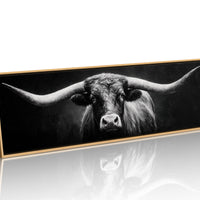 Black and White Longhorn Portrait on Dark Background