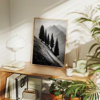 Windswept Timberline