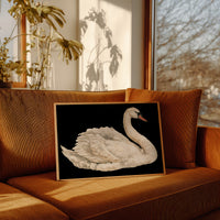 Swan, Study in White