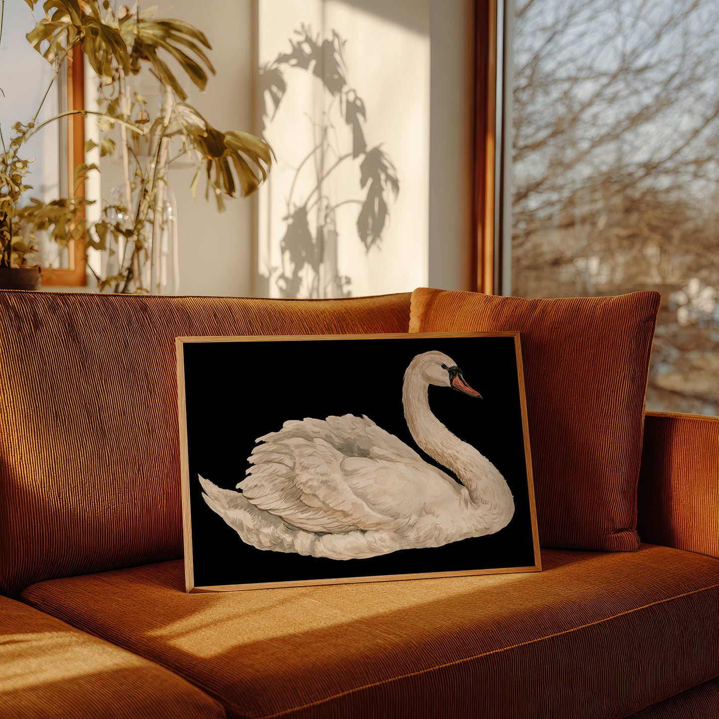 Swan, Study in White
