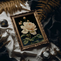 Peach Rose in Midnight