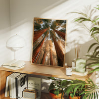 Cathedral of Redwoods