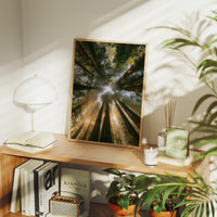 Redwoods and Sunburst