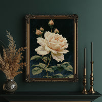 Peach Rose in Midnight