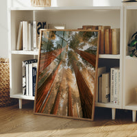 Cathedral of Redwoods