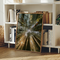 Redwoods and Sunburst