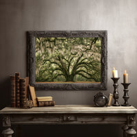 The Old Oak's Mossy Embrace