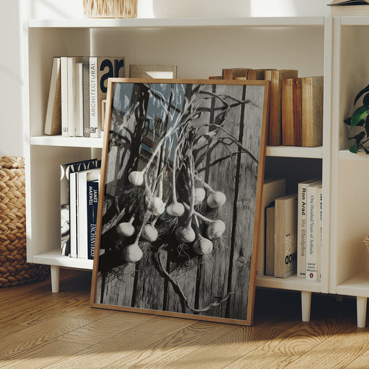 Garlic Hanging In Shadow