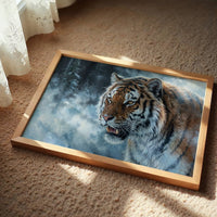 Siberian Tiger in the Snow