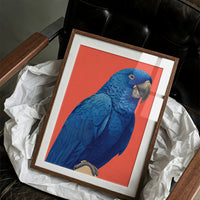 Cobalt Macaw Portrait