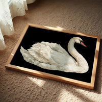 Swan, Study in White
