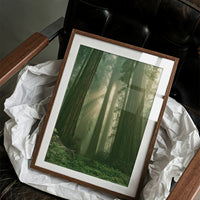 Sunbeams Through Redwood Forest