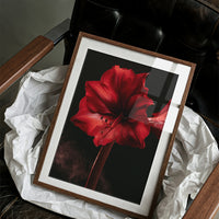 Amaryllis in Full Crimson Bloom