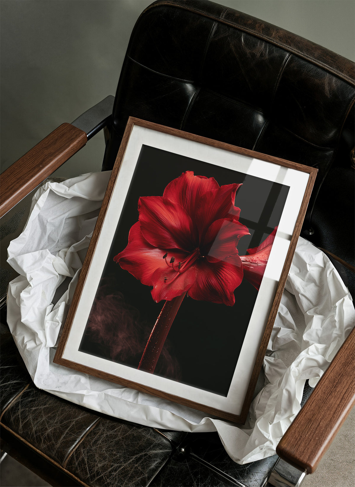 Amaryllis in Full Crimson Bloom