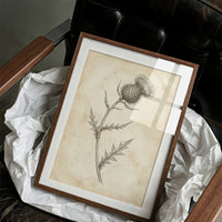Thistle Study — Vintage Pen and Ink Botanical Print